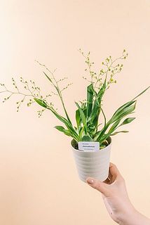 形、花付きには個体差があります。