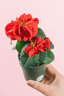 形、花付きには個体差があります。