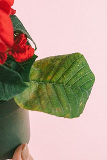 一部、葉に傷や欠け、変色がある場合がございます。