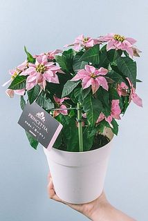 形、花付きには個体差があります。