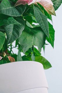 一部、葉に傷や欠け、変色がある場合がございます。