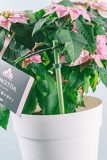 安定するよう支柱がついています。