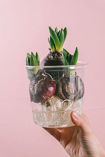 カップ付きでお届けします。