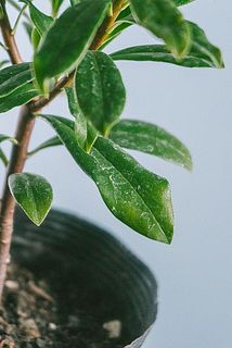 葉に水あかがついている場合があります。気になる場合は柔らかい布やキッチンペーパーで拭き取って。