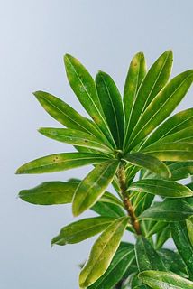 一部、葉に傷や欠け、変色がある場合がございます。