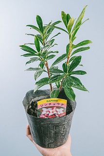 形、葉付きには個体差があります。