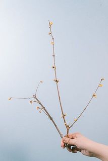 長い枝は切り分けてお届けします。