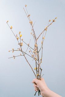 蕾の状態でお届けする場合がございます。