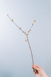 実つきや形には個体差がございます。