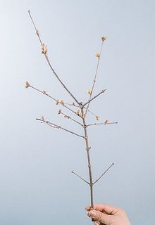 広がりがある枝は紐でまとめている場合がございます。ハサミでのカットがおすすめです。