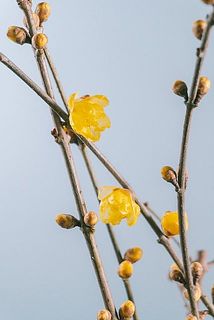 開花するといい香りがします🌸