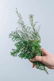 針葉樹はドライの状態(葉がかたい)のものをお届けします。