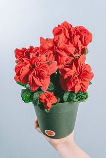 大きさや形には個体差がございます。