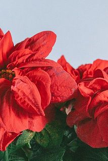 一部、葉が黒く傷がついている場合がございます。ご了承ください。