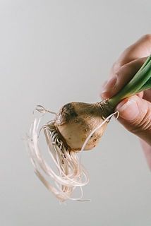 一部、殻が茶色く変色している場合がございます。