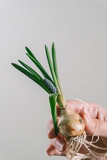 小さな花芽がふくらみ、咲き始めている場合がございます。