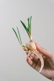 小さな球根がついていることも🩵