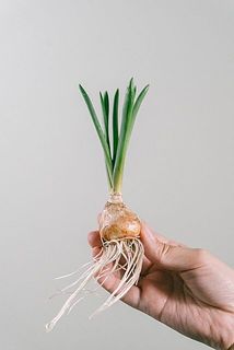 球根の大きさや形には個体差がございます。