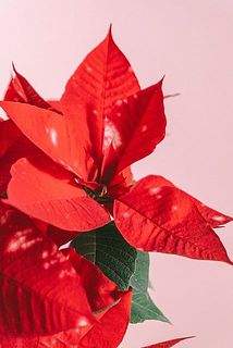 白いマーブル模様がかわいい😍