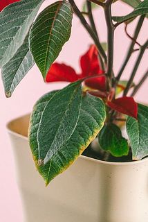 一部、葉が傷ついていたり黄色く変色している場合がございます。