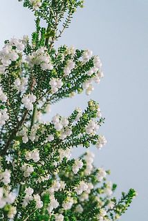 小さな白い花がたくさん付いています❄️