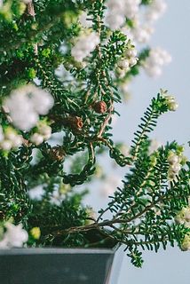 一部、花が茶色く変色している場合がございます。