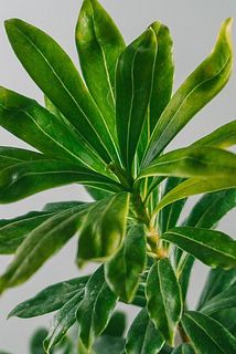 蕾の大きさには個体差がございます。