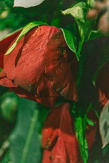 花びらに傷がついている場合がございます。