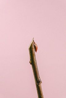 ネコヤナギは切り分けてお届けします。