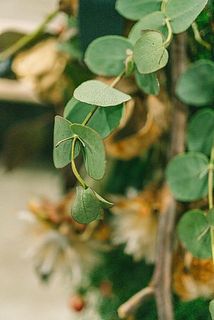 ユーカリの新芽やバラは乾燥が進んでいる場合がございます。