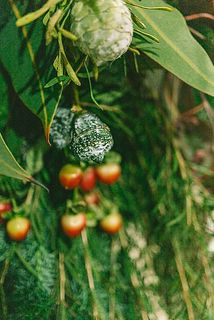 高級グロボラスやゴールドの蓮の実がついます💖