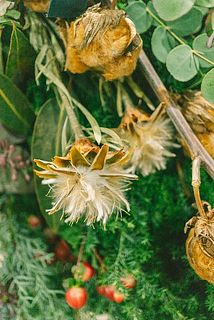 ふわふわに開いたプルモサスも😍