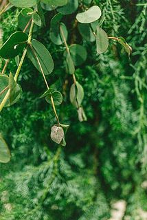 ユーカリの新芽は乾燥している場合がございます。