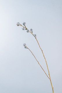 実つきや形には個体差がございます。