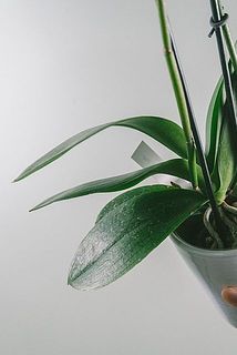 カルキ跡が残っていることがございます。