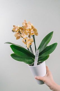 サイズには個体差がございます。