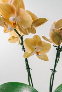 一部花に傷がついていることがございます。