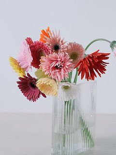 個性たっぷりなガーベラたち。