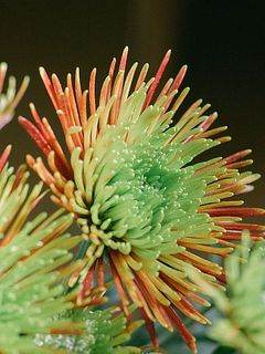 蕾の段階ではグリーンが強いですが、徐々に色付いていきます。