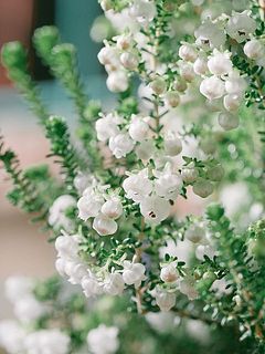 小さな白い花がたくさん付いています❄️