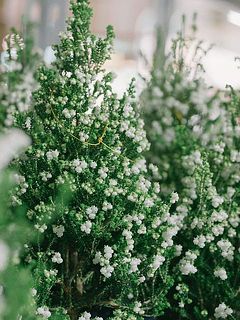 ちらちらと雪がついたような姿がかわいいひと鉢。