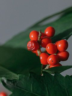 実には一部しわが寄っていたり黒ずんでいるものもございます。