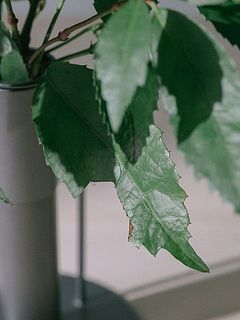 自然のものなので葉にも一部変色や欠けがあることも。