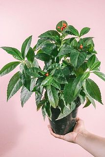 実付き、葉つきには個体差があります。