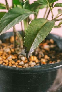 一部、葉に傷や欠け、変色がある場合がございます。