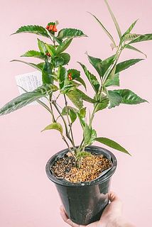 一部、鉢に汚れがある場合がございます。