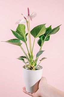 花付き、葉つきには個体差がございます。