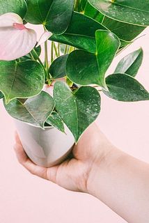 一部、葉に汚れがある場合がございます。