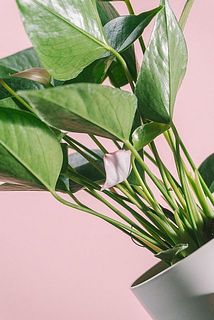 下の方にはまだ蕾の子も！