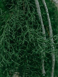 ラメの付きには個体差がございます。